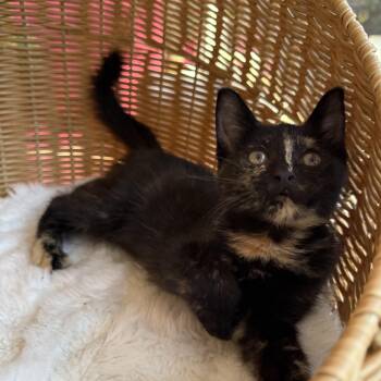 Rescue Domestic Short Hair Cats for Adoption in Boca Raton, Florida - Holly | PetCurious