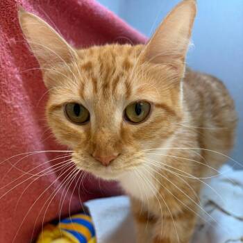Lovebug -  Domestic Short Hair Cat for Adoption in Pittsburgh, Pennsylvania - Lovebug | PetCurious