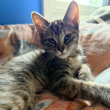 Vampurr -  Domestic Short Hair Cat for Adoption in Normal, Illinois - Vampurr | PetCurious