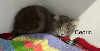 Domestic Long Hair Cats Available for Adoption - Cedric | PetCurious