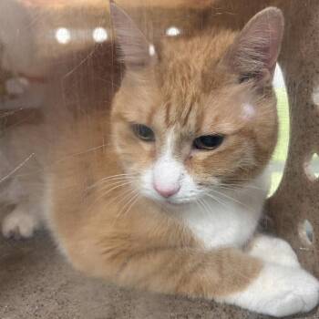 Domestic Short Hair Cats Available for Adoption - Tito | PetCurious