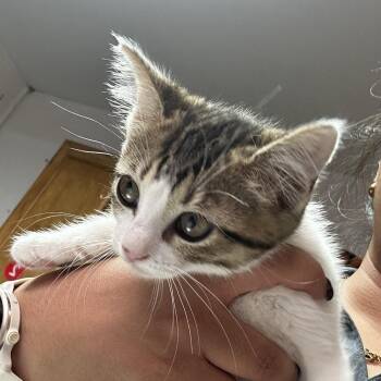 Domestic Short Hair Cats Available for Adoption in Leander, Texas - Givenchy | PetCurious