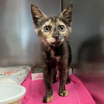 Aura -  Domestic Short Hair Cat for Adoption in East Hanover, New Jersey - Aura | PetCurious