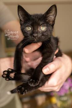 TIPPY LOCKET -  Domestic Short Hair Cat for Adoption in Northfield, Ohio - TIPPY LOCKET | PetCurious