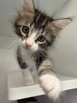 Rye -  Domestic Short Hair Cat for Adoption in Roseville, California - Rye | PetCurious