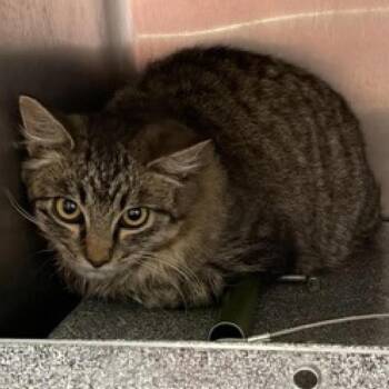 Domestic Short Hair Cats Available for Adoption - Muffin Man | PetCurious