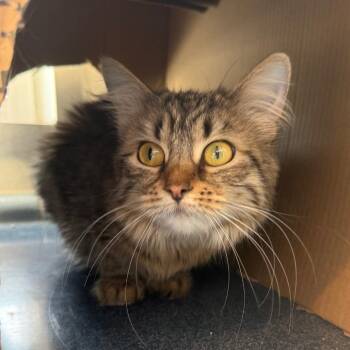 Nutmeg -  Domestic Long Hair Cat for Adoption in Chicago, Illinois - Nutmeg | PetCurious