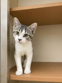 Lola -  Domestic Short Hair Cat for Adoption in Thomson, Georgia - Lola | PetCurious