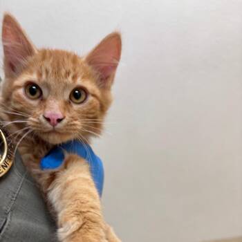 Rainier -  Domestic Short Hair Cat for Adoption in Reno, Nevada - Rainier | PetCurious