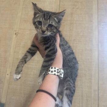 Crouton -  Domestic Short Hair Cat for Adoption in New York, New York - Crouton | PetCurious