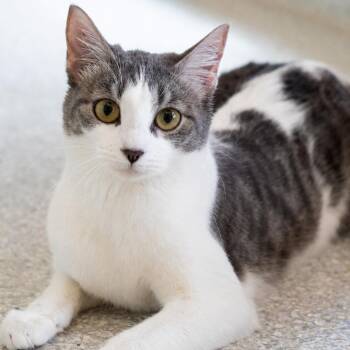 Cali -  Domestic Short Hair Cat for Adoption in Pontiac, Michigan - Cali | PetCurious