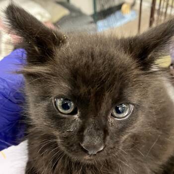 111858 -  Domestic Short Hair Cat for Adoption in Las Cruces, New Mexico - 111858 | PetCurious