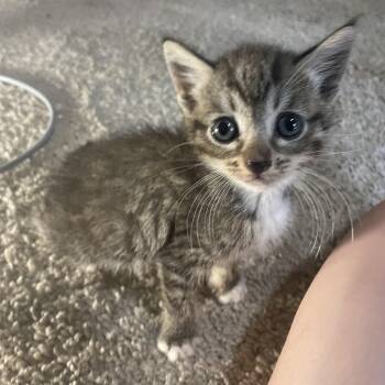 Twisted Tea -  Domestic Short Hair Cat for Adoption in Columbia, South Carolina - Twisted Tea | PetCurious