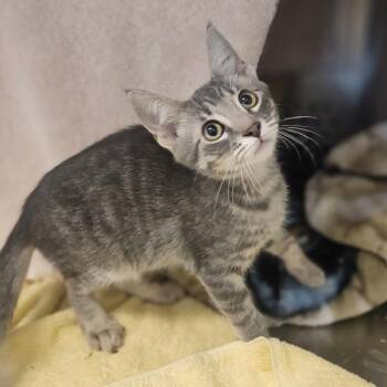 Max -  Domestic Short Hair Cat for Adoption in Oakland, California - Max | PetCurious