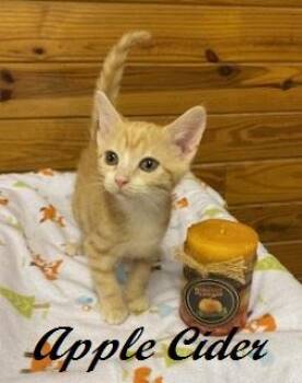Apple Cider -  Tabby Cat for Adoption in Southern Pines, North Carolina - Apple Cider | PetCurious