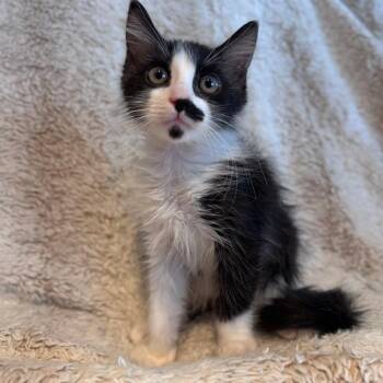 Toby -  Domestic Medium Hair Cat for Adoption in Hemet, California - Toby | PetCurious
