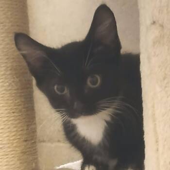 Gallon -  Domestic Short Hair Cat for Adoption in Gainesville, Florida - Gallon | PetCurious