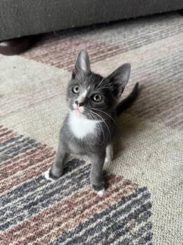 Malachite -  Domestic Short Hair Cat for Adoption in Evansville, Indiana - Malachite | PetCurious