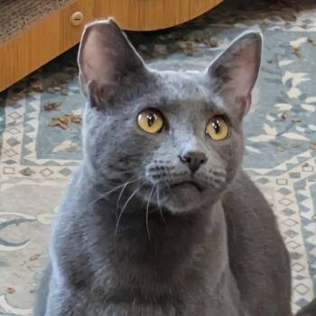 Rescue Domestic Short Hair Cats for Adoption in Silverton, Oregon - Bert (bonded With Ernie) | PetCurious