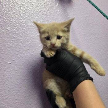 Domestic Short Hair Cats Available for Adoption - 60746369 | PetCurious