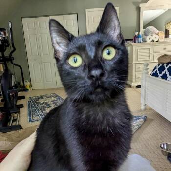 James -  Domestic Short Hair Cat for Adoption in Richmond, Virginia - James | PetCurious