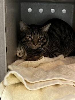 Domestic Short Hair Cats Available for Adoption - A794617 | PetCurious