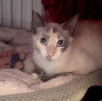 Bambi -  Siamese Cat for Adoption in Los Angeles, California - Bambi | PetCurious