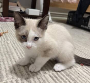 KENYA -  Domestic Medium Hair Cat for Adoption in Burbank, California - KENYA | PetCurious