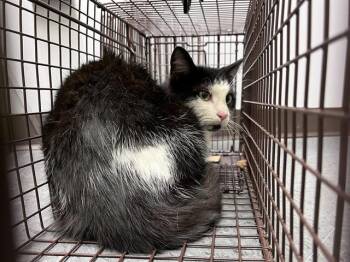 Domestic Short Hair Cats Available for Adoption - BARN CAT DAISY | PetCurious