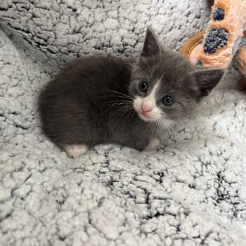 Domestic Short Hair Cats Available for Adoption in Madison, Wisconsin - Sienna | PetCurious