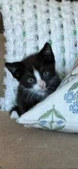 SYLVESTER -  Domestic Short Hair Cat for Adoption in Sacramento, California - SYLVESTER | PetCurious