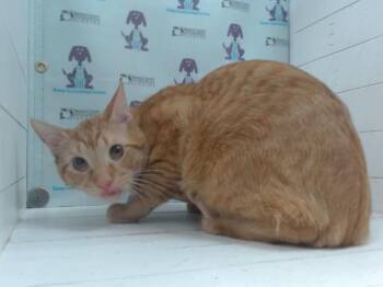 Domestic Short Hair Cats Available for Adoption in Orlando, Florida - MILO | PetCurious