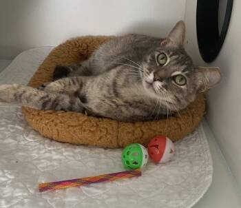 Domestic Short Hair Cats Available for Adoption in INDN HBR BCH, Florida - Gwennie | PetCurious