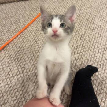 Cicada 2 -  Domestic Short Hair Cat for Adoption in Baltimore, Maryland - Cicada 2 | PetCurious