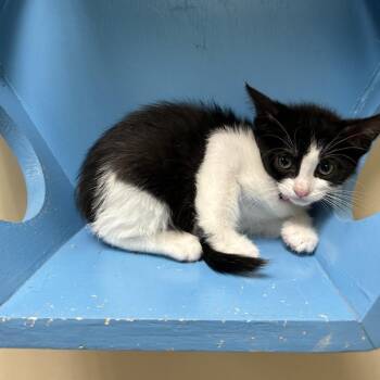 Pebbles -  Domestic Short Hair Cat for Adoption in Cheyenne, Wyoming - Pebbles | PetCurious