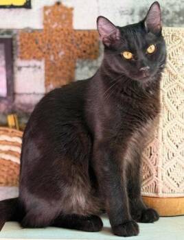 Domestic Short Hair Cats Available for Adoption in Oakland Park, Florida - Baguerra- PSP | PetCurious