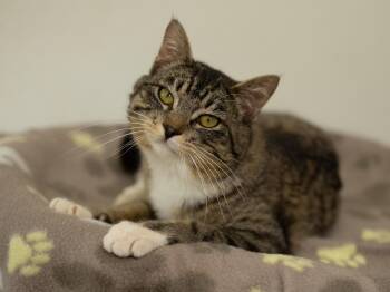 Domestic Short Hair and Tabby Cats Available for Adoption in Republic, Washington - Chandler | PetCurious