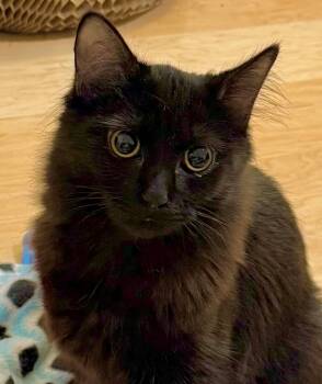 Rescue Domestic Medium Hair Cats for Adoption in Cumberland, Maine - Mystic | PetCurious