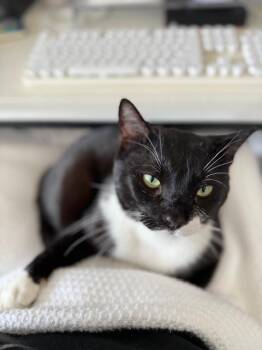 Domestic Short Hair Cats Available for Adoption in Frisco, Texas - Jasper **COURTESY LISTING**CONTACT OWNER DIRECTLY** | PetCurious