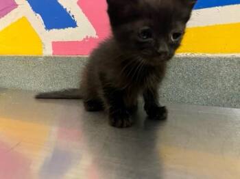 Domestic Short Hair Cats Available for Adoption in Baytown, Texas - ELARA | PetCurious