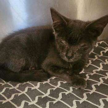 Sedona -  Domestic Short Hair Cat for Adoption in Starkville, Mississippi - Sedona | PetCurious