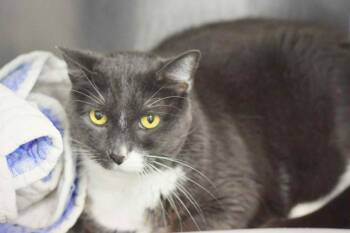 Rescue Domestic Short Hair Cats for Adoption in Blaine, Minnesota - Schmuly | PetCurious