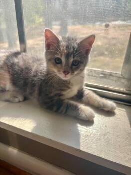 Virginia -  Domestic Short Hair Cat for Adoption in Little Rock, Arkansas - Virginia | PetCurious