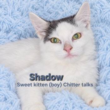 Shadow -  Domestic Medium Hair Cat for Adoption in Quincy, Ohio - Shadow | PetCurious