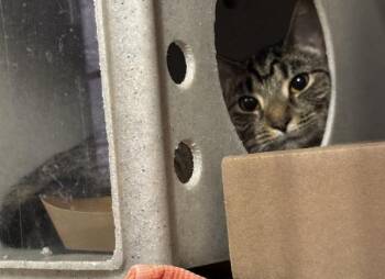 Spiced Sticky Bun -  Domestic Short Hair Cat for Adoption in New York, New York - Spiced Sticky Bun | PetCurious