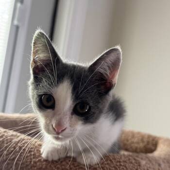 Tozer -  Domestic Short Hair Cat for Adoption in Powdersville, South Carolina - Tozer | PetCurious