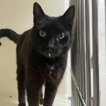 Beatrice -  Domestic Medium Hair Cat for Adoption in Birmingham, Alabama - Beatrice | PetCurious