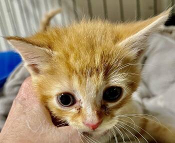 Finn -  Domestic Short Hair Cat Available for Adoption in Franklin, West Virginia - Finn | PetCurious