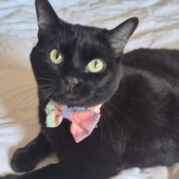 Chula -  Domestic Short Hair Cat for Adoption in Murray, Utah - Chula | PetCurious
