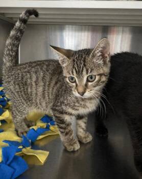Domestic Short Hair Cats Available for Adoption in Fort Lupton, Colorado - Mustard IL | PetCurious
